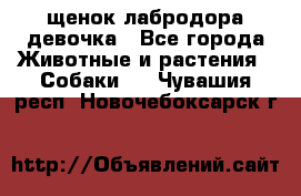 щенок лабродора девочка - Все города Животные и растения » Собаки   . Чувашия респ.,Новочебоксарск г.